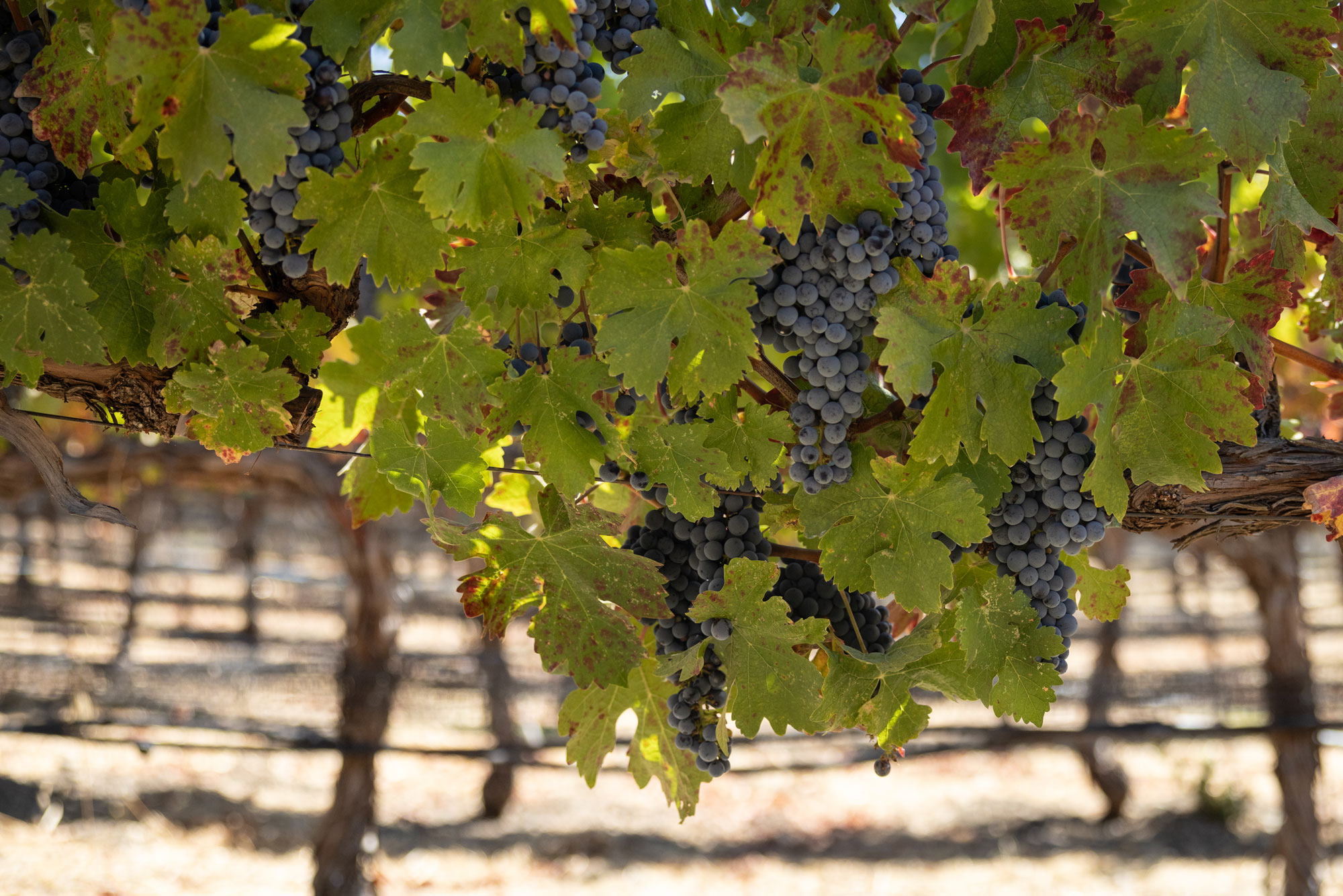 Alluvium Estate Winemaking